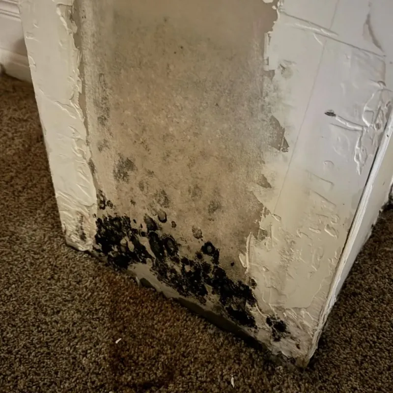 Professional Mold Removal in Solana Beach, CA